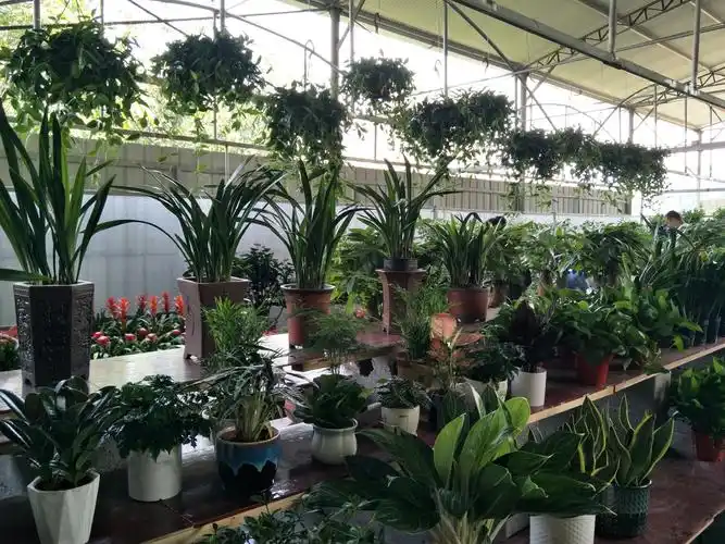 徽县花世界花卉