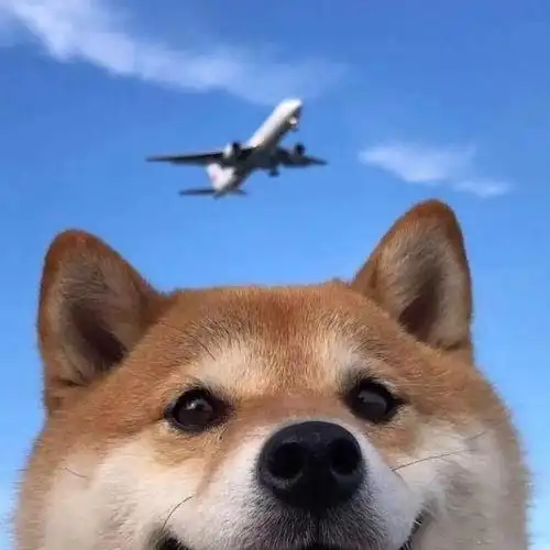 qq头像柴犬墨镜 - 搜狗图片搜索