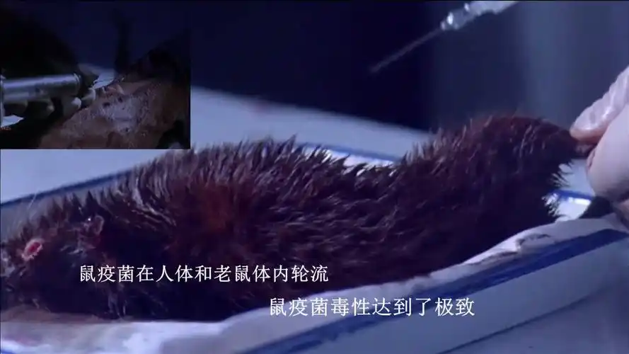 731部队731部队研制鼠疫细菌用活人注射不断地加强毒性其毒性让人害怕