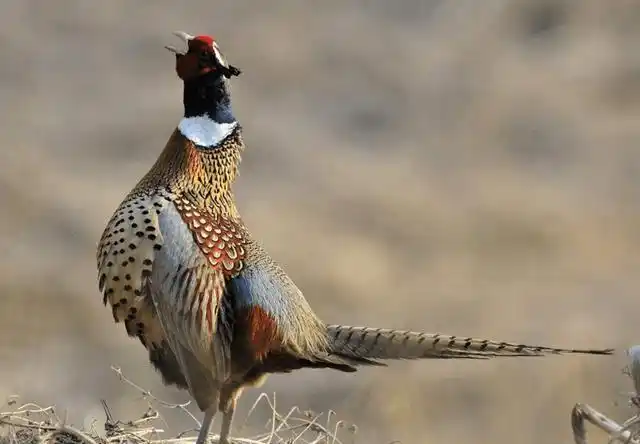 野鸡是家鸡的祖先吗?在野外遇到能不能抓?