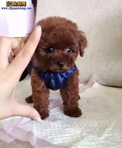 泰迪大母狗多少钱一只