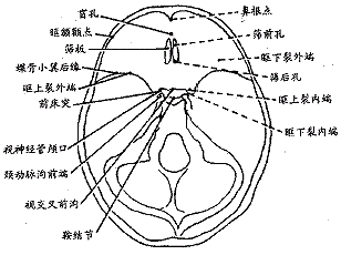 前颅底手术入路应用解剖