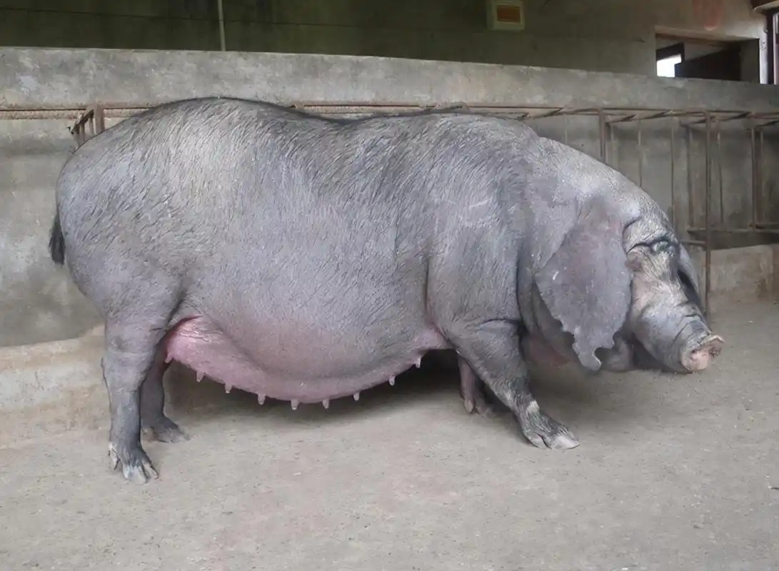 母猪屡配不孕,配种不成功,是子宫炎症亦或是营养不足还是别的原因? -