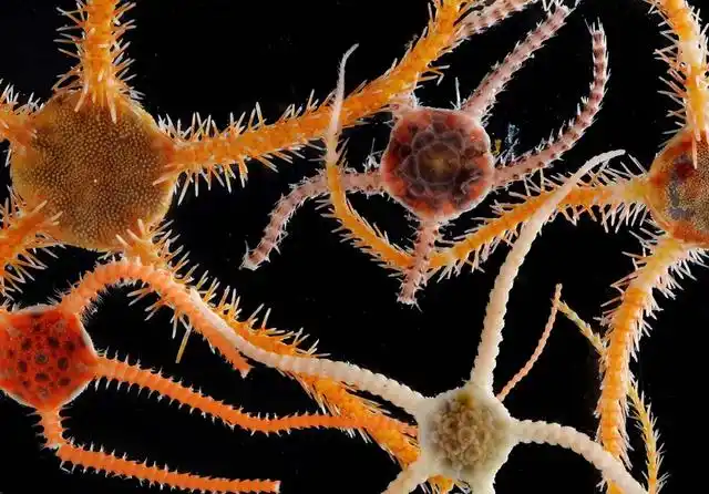 南极深海中的海鳞虫,海鳞虫是一种蠕虫,与其他蠕虫不同的是,它的鳞片