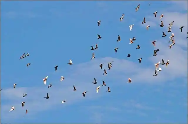 鸽子不爱家飞的原因