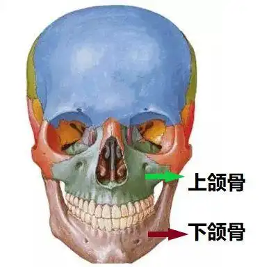人面部由若干块骨骼构成,但与牙颌面畸形密切相关的为上颌骨与下颌骨.