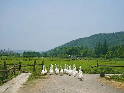 莫干山_餐厅_义远有机餐厅自由行热门攻略_浙江义远有机农场_莫附山