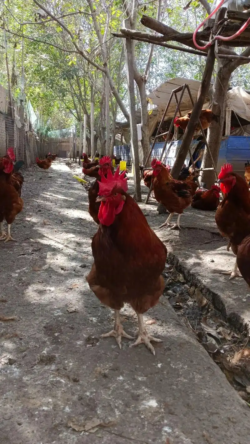 农村散养土鸡大红公鸡 #大红公鸡 - 抖音