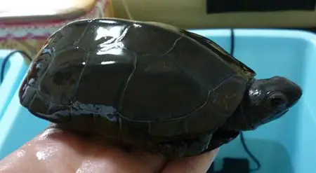 紫檀金线草龟成年龟有多重呢?