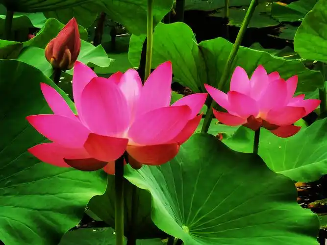 六月盛夏荷花盛开,奥森公园荷花争奇斗艳,蔚为壮观,引无数游人观赏