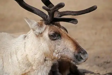 在森林驯鹿头照片