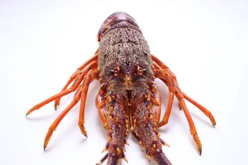 产地直发澳洲进口深海龙虾 鲜活捕捞酒店家居食材大龙虾750克