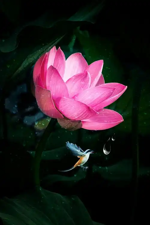 又是一年荷花季