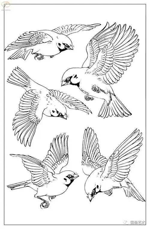 白描麻雀百图分享