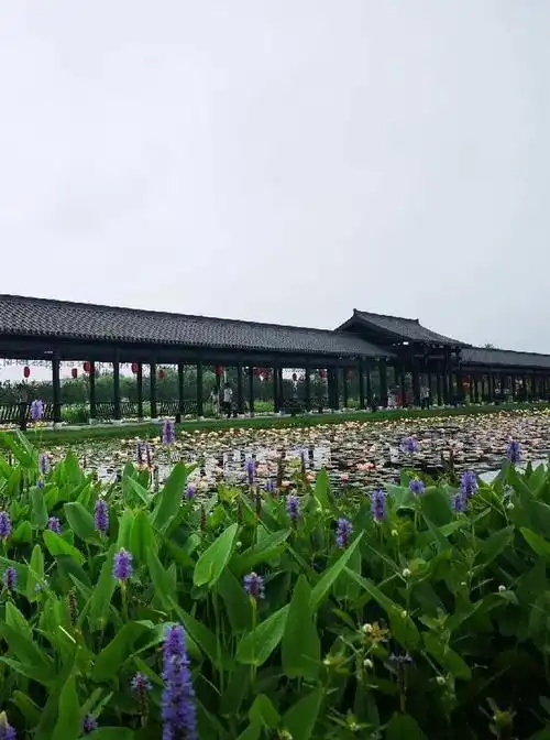 看荷花的好去处——芜湖陶辛水韵