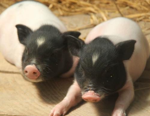 网红猪幼崽小猪仔活猪家养活物活体藏香猪纯种小香猪仔活苗养殖