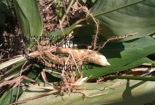 叶子像姜叶,根部是像笋的植物,成熟后制成粉,不知叫啥,网友们知道名字