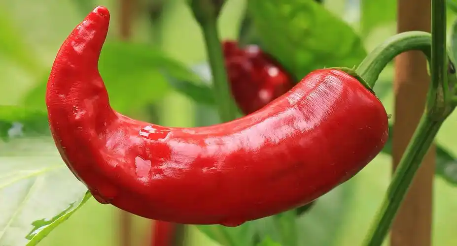 红辣椒, 蔬菜, 自然, 食品, 有机, 营养