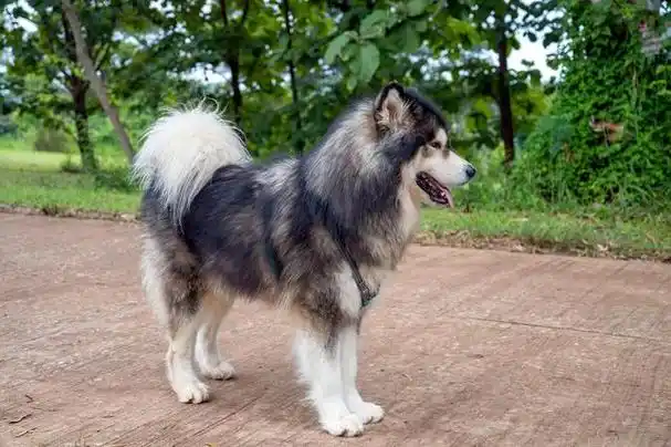 "揭秘阿拉斯加犬的价格:如何选择健康又可爱的狗狗?