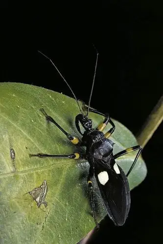 半翅目·显角亚目·猎蝽科:猎蝽