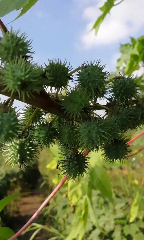 神奇的植物#长满刺刺的果果