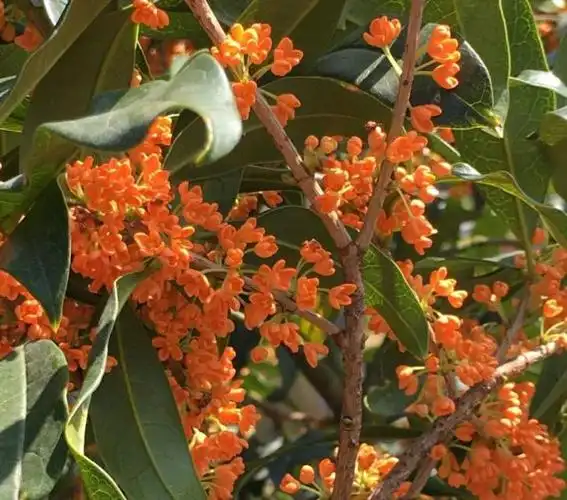 养了几年的朱砂桂不开花怎么回事?3点原因来解释