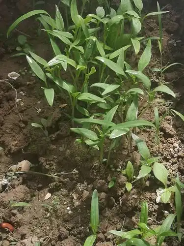 辣椒苗也破土出芽.