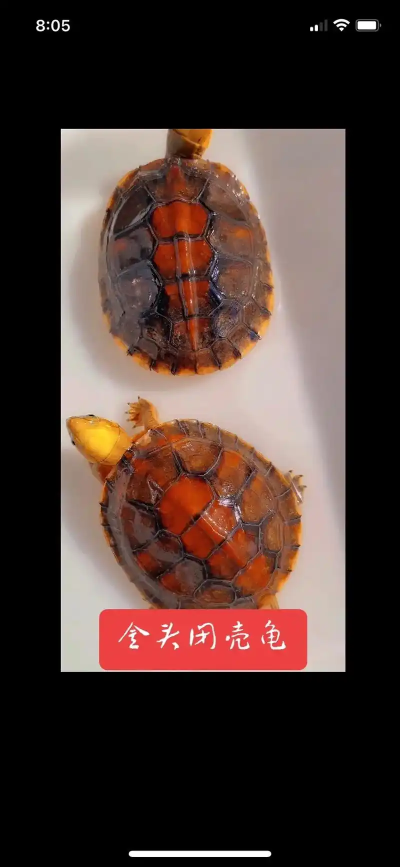 摄影爱好者拍摄—-金头闭壳龟,#我负责拍摄分享你负责欣赏 # - 抖音