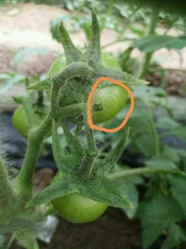 建议早期应该同时防治蓟马和灰霉病. 2.