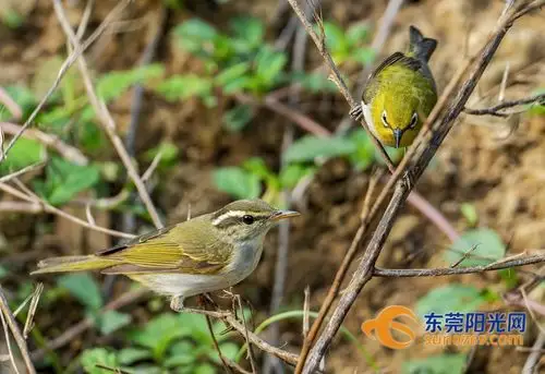 高清鸟类图鉴东莞新来的鸟儿你认得多少
