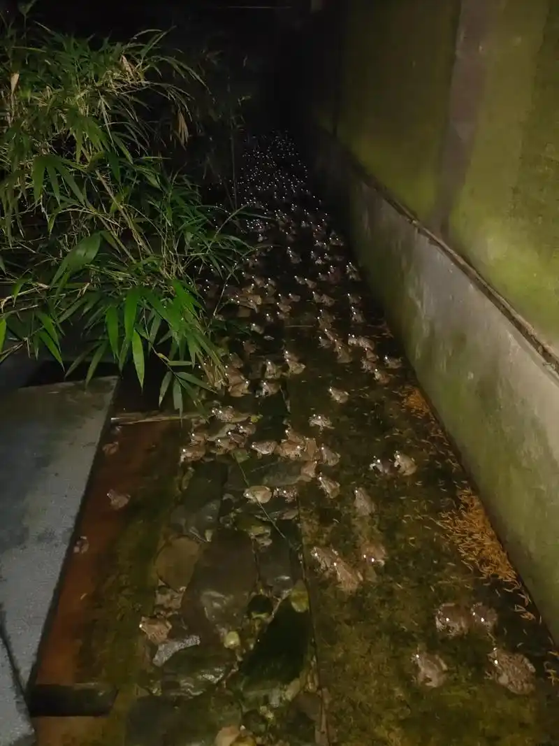 石蛙的叫声  - 抖音