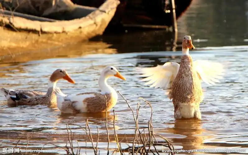 鸭子图片