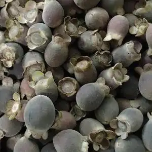 野生山捻子岗埝子干果稔念山念子桃金娘果精选优等材新鲜包邮