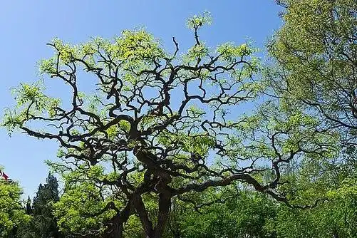 阴宅种什么树风水最好(龙爪槐不是想种就能种的)(1)