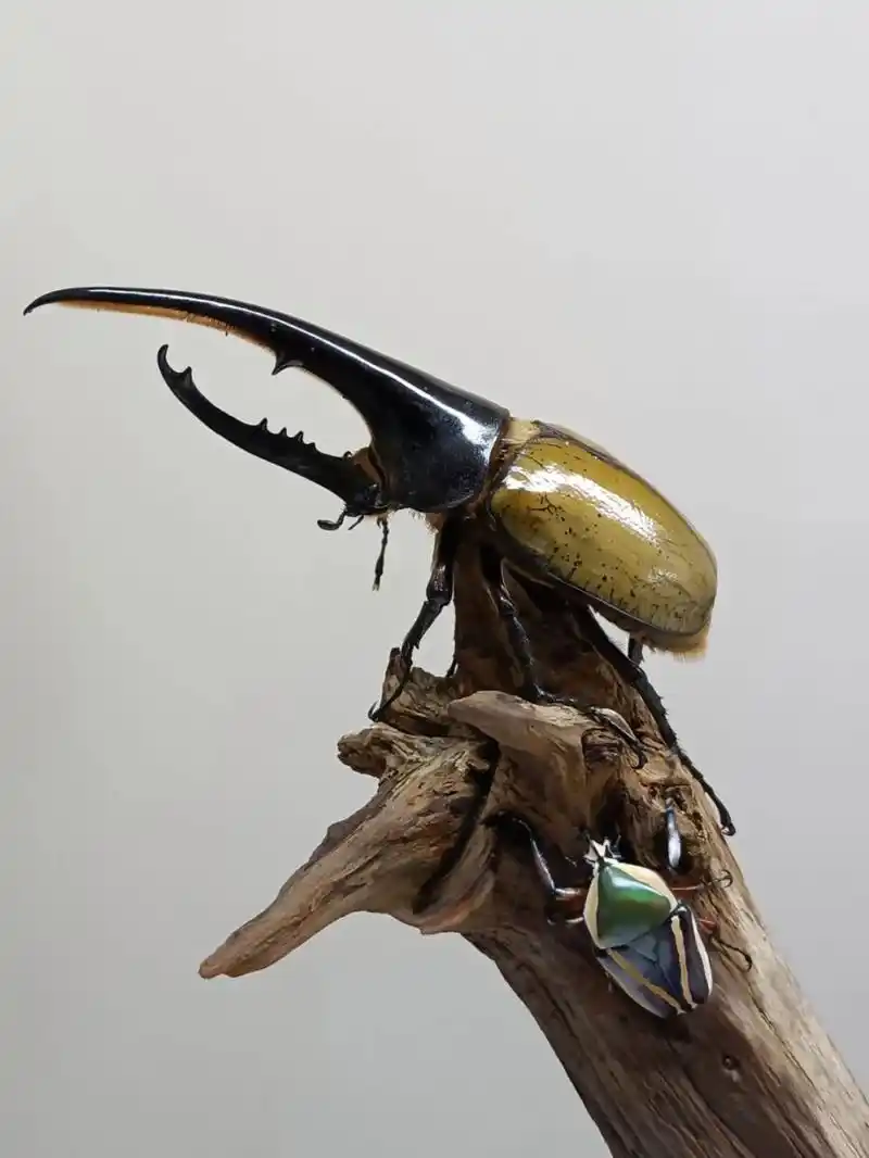 炼成的——长戟大兜虫蜕变 长戟大兜虫分布南美洲,是世界上最大的甲虫