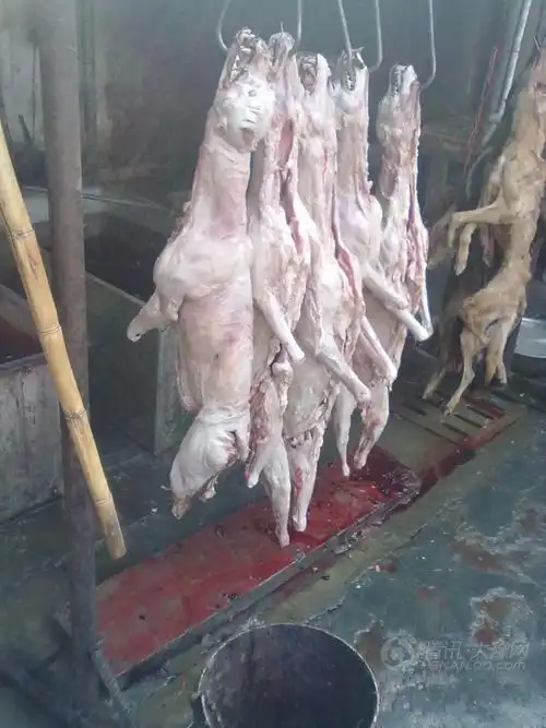 让人看到痛心的狗肉作坊