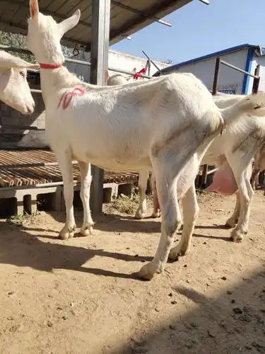 河北哪里有成年萨能奶山羊大型养殖市场