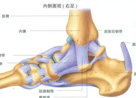 【技术】踝关节韧带损伤--不容忽视