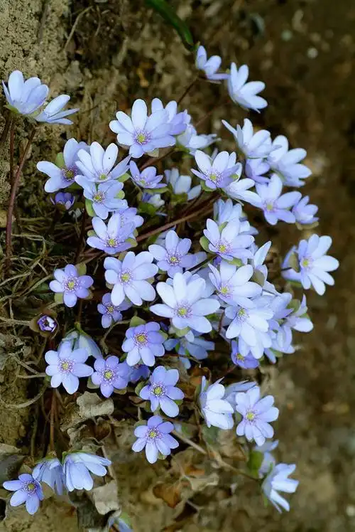 《苔花如米小》