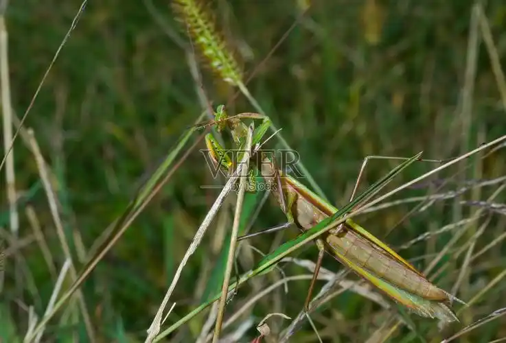 螳螂在草地上照片摄影图片