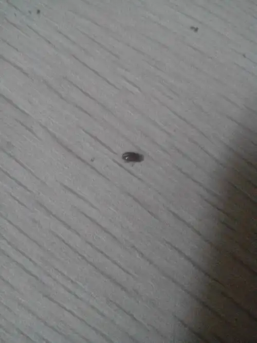 一种褐色的小虫像是甲壳虫类的大约几毫米长小小的偏圆的虫,早上少见