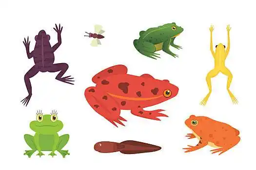 两栖动物,青蛙,不同,风格,卡通,矢量,插画,隔绝,热带,动物