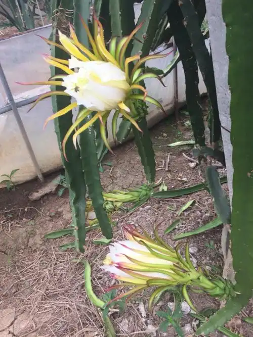 霸王花,俗称火龙果花,煲汤煮火锅巴适得板