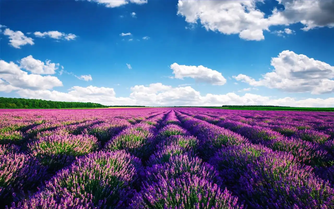 唯美的薰衣草花海