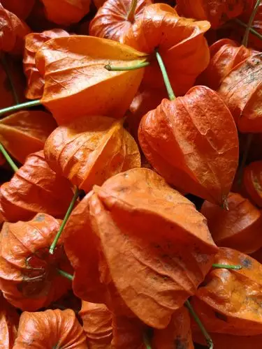 红姑娘果 东北黑龙江特产野生菇娘果苦姑娘儿锦灯笼500克现摘