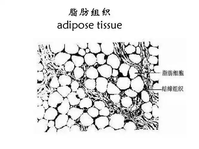 脂肪组织 adipose tissue