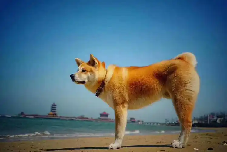 一岁半秋田犬,身高腿长,大型黄色.