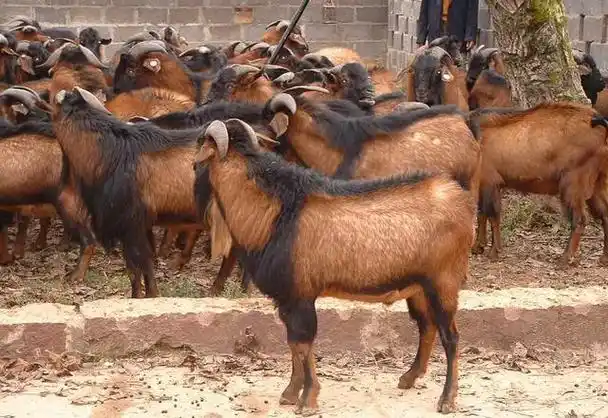 养羊南江黄羊国宴专用羊肉品种被誉为亚洲第一羊