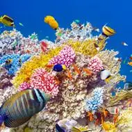 最美海底风景头像