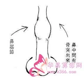 竹节鼻代表什么-面相-华易算命网
